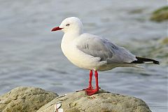 Silver Gull